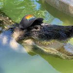 Wild Florida’s Gator Week Raises $4,000 to Support Osceola Students