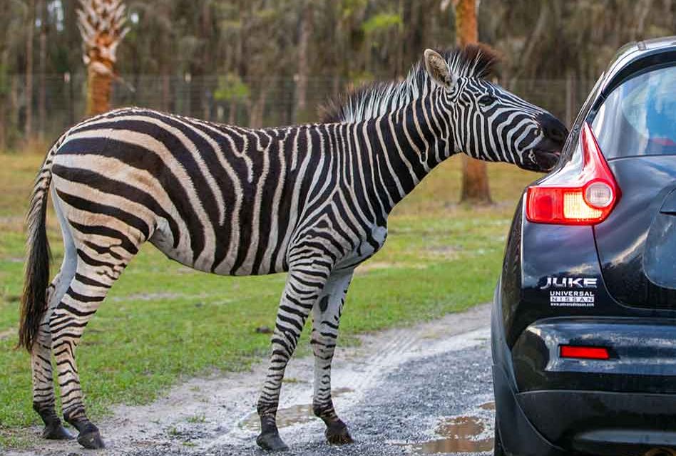 Wild Florida’s Drive-Thru Safari Park awaits our return to nature and wildlife