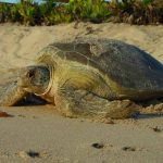 FWC: This holiday, help sea turtles and waterbirds have nesting success