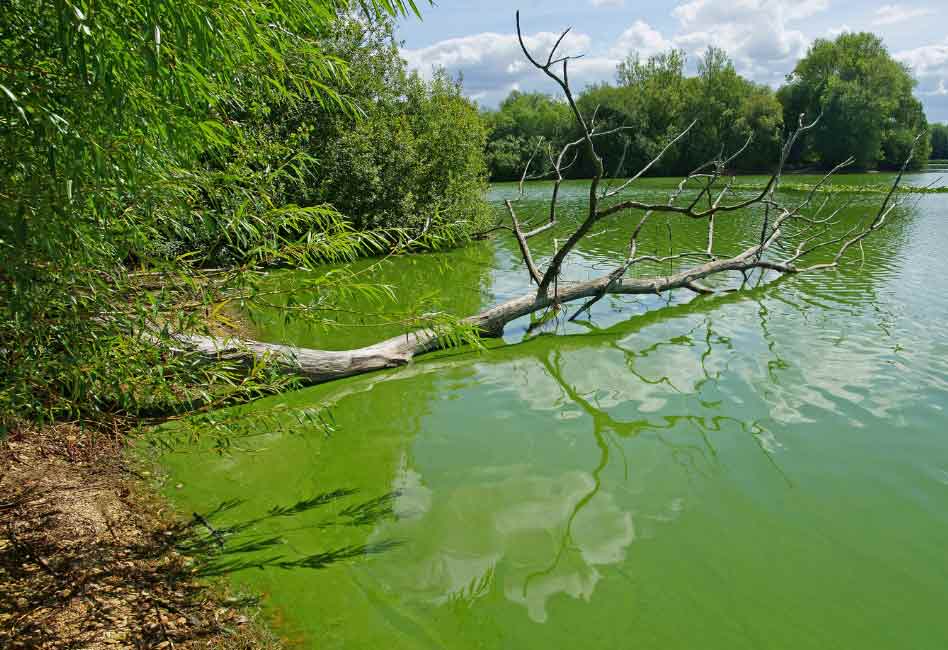 County confirms harmful blue-green algae in Lake Helen - Point