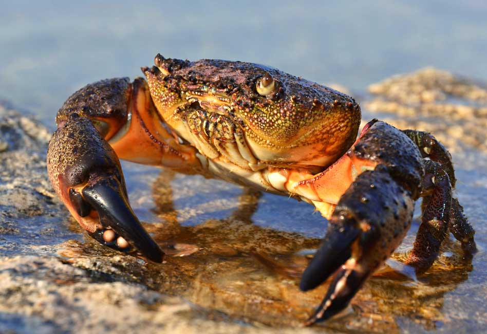 Florida's Stone Crab Season to End May 2
