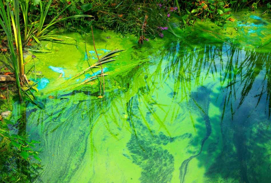 Are You Prepared for the Coming Season of Blue-Green Algae Blooms