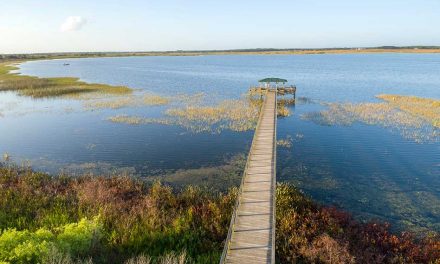 Osceola County Secures $640,000 State Funding to Combat Invasive Plants in Northern Lake Tohopekaliga