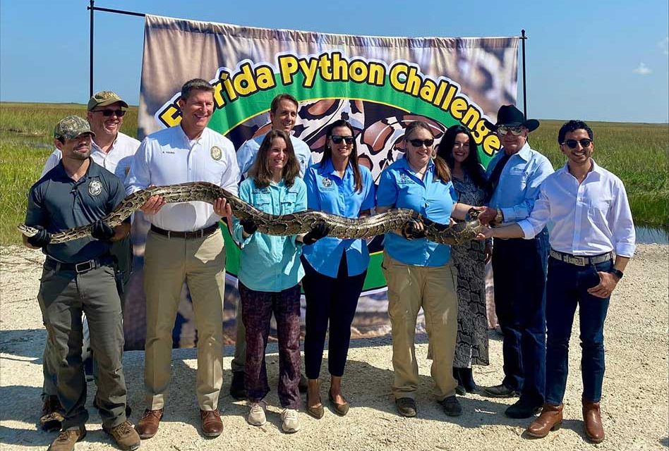 Florida Python Challenge 2024: Win Prizes for Tackling Invasive Burmese Pythons!
