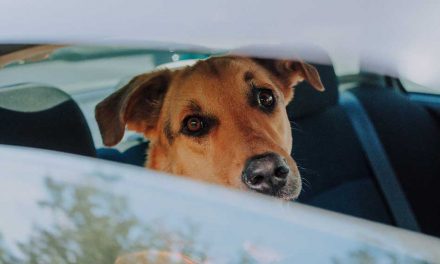 The Danger of Leaving Pets in Cars During Hot Florida Weather Conditions